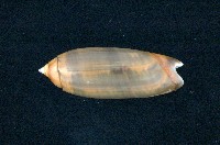 藏品(蠟燭榧螺)的圖片